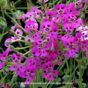 Pelargonium echinatum 'Miss Stapleton'