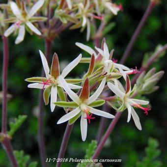 Pelargonium carnosum