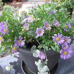 Brachyscome multifida 'Blue' - 