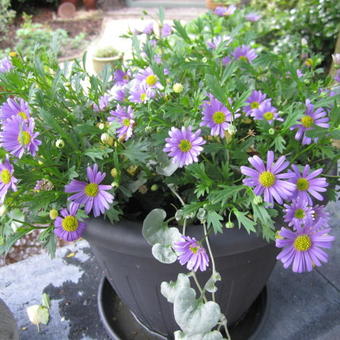 Brachyscome multifida 'Blue'