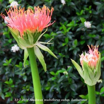 Scadoxus multiflorus subsp. katharinae