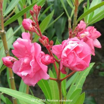 Nerium oleander