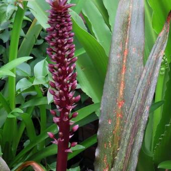 Eucomis humilis 'Twinkle Stars'