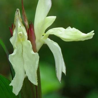 Roscoea x beesiana