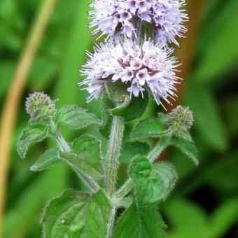 Mentha aquatica