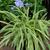 Agapanthus 'Golden Drops'