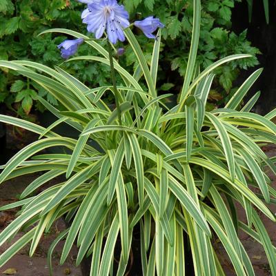 Agapanthus 'Golden Drops' - 