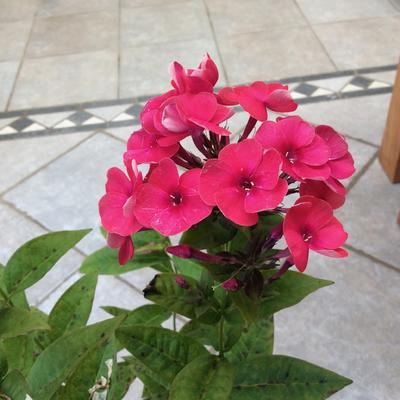 Phlox paniculata 'Grenadine Dream' - 