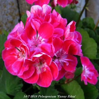 Pelargonium 'Fanny Eden'