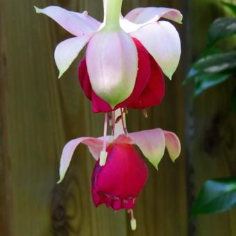 Fuchsia 'Agnes Reiners'