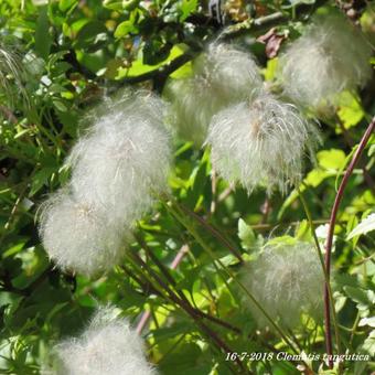 Clematis tangutica