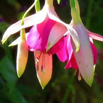 Fuchsia 'Windhapper'