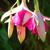 Fuchsia 'Windhapper'