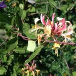 Lonicera japonica 'Red World' - Lonicera japonica 'Red World'