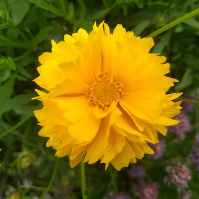 Coreopsis grandiflora 'Badengold' - 