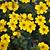 Bidens ferulifolia 'Yellow Sunshine'