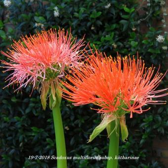 Scadoxus multiflorus subsp. katharinae