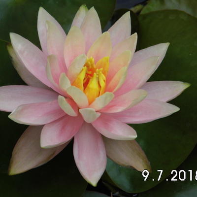 Nymphaea 'Colorado' - 