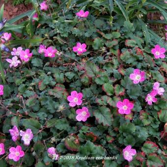 Erodium reichardii