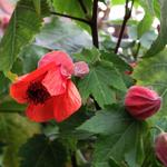 Abutilon x hybridum 'Louis Sasson' - 