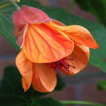 Abutilon 'Tango'