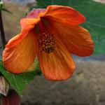 Abutilon 'Tango' - 