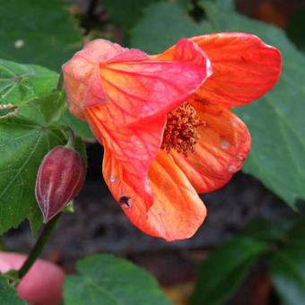 Abutilon 'Tango'