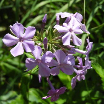 Phlox paniculata 'Cool Best'