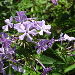 Phlox paniculata 'Cool Best' - 