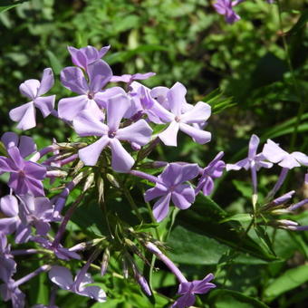 Phlox paniculata 'Cool Best'