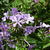 Phlox paniculata 'Cool Best'