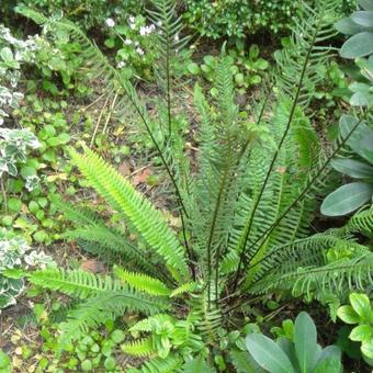 Blechnum spicant