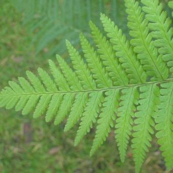 Dryopteris filix-mas