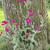 Lychnis coronaria 'Atrosanguinea'