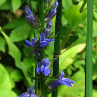 Lobelia siphilitica