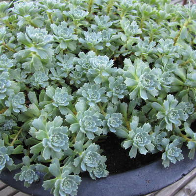 Sedum pachyclados - 