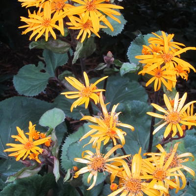 Ligularia dentata - 