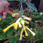 Nicotiana glauca - Blaugrüner Tabak