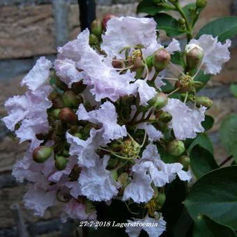 Lagerstroemia