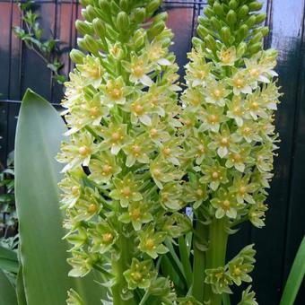 Eucomis pole-evansii