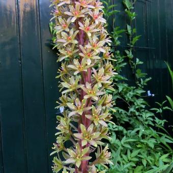 Eucomis humilis 'Twinkle Stars'