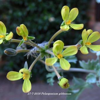 Pelargonium gibbosum