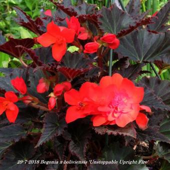 Begonia x boliviensis 'Unstoppable Upright Fire'