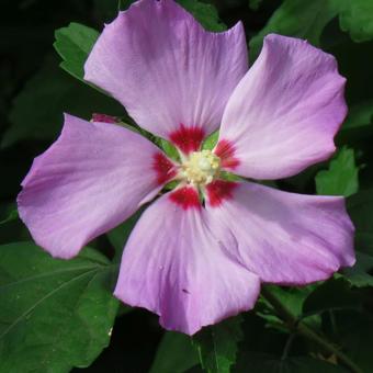 Hibiscus syriacus