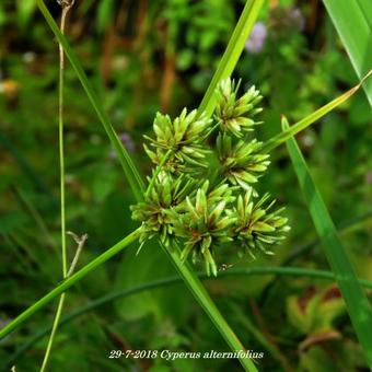 Cyperus alternifolius