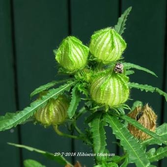 Hibiscus trionum