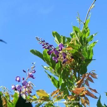 Wisteria sinensis 'Amethyst'