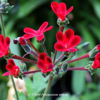 Pelargonium ardens