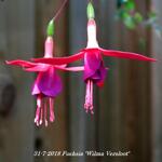 Fuchsia 'Wilma Versloot' - 