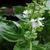 Ocimum basilicum